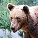 bear.jpg